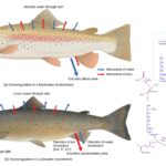 Excretory System and Osmoregulation in Fish