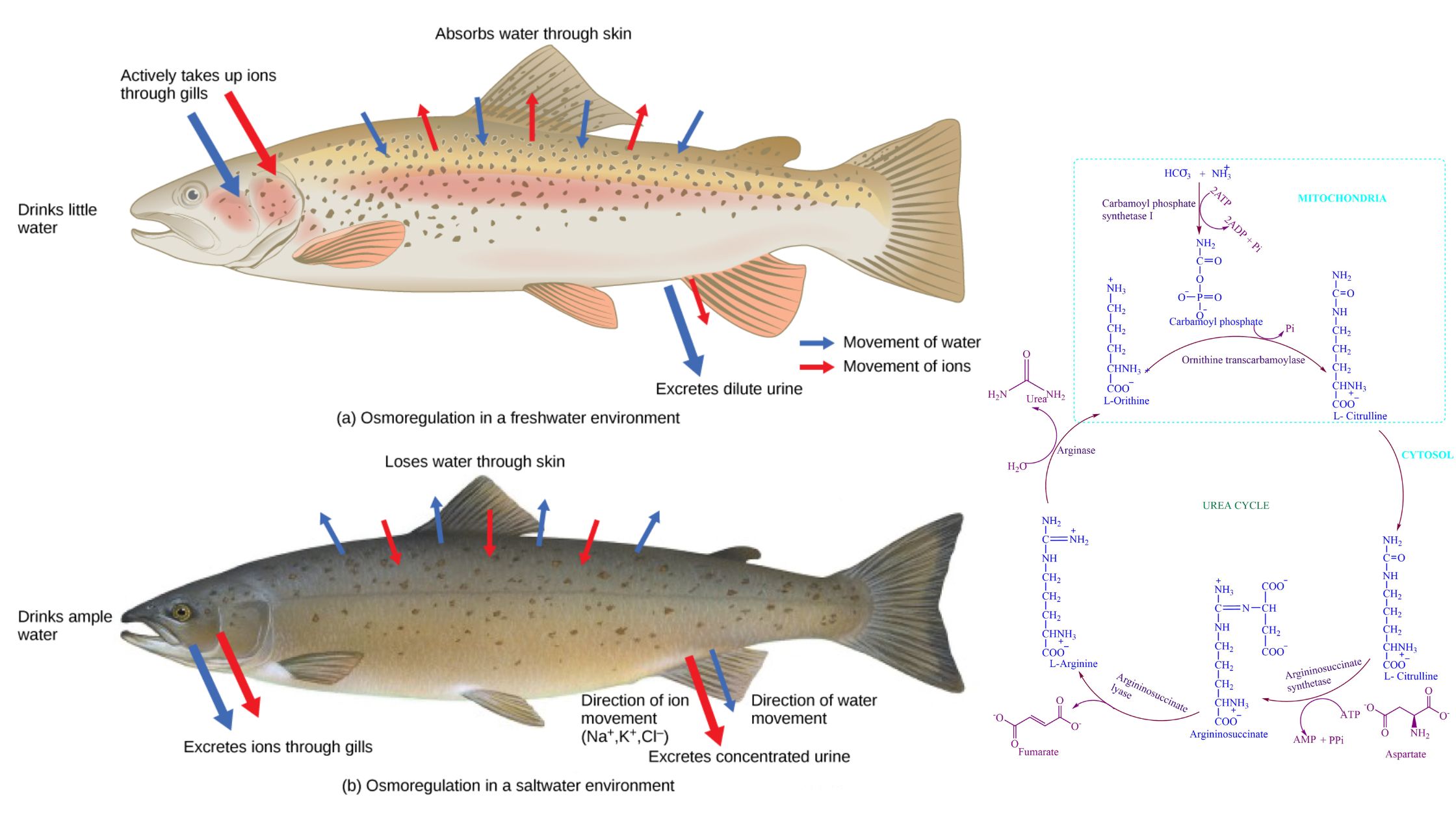 Excretory System and Osmoregulation in Fish