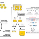 Expressing Cloned genes in Animal cells and its Applications