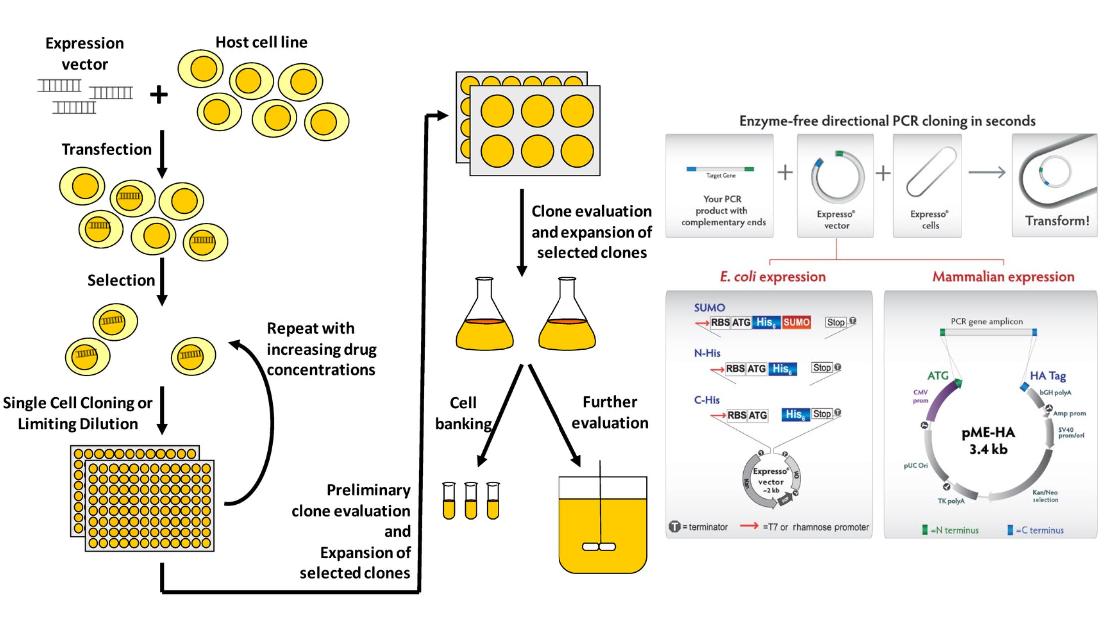 Expressing Cloned genes in Animal cells and its Applications