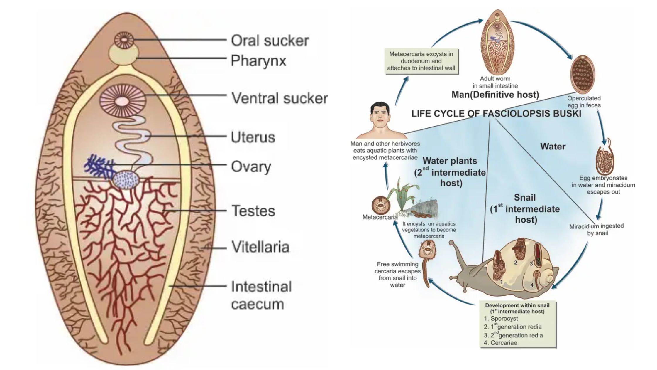 Fasciolopsis Buski - Morphology, Life Cycle, Pathogenicity, Diagnosis, Prophylaxis and Treatment