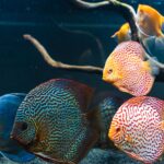 Fish Aquarium - Components, Contents, Preparation and Maintenance