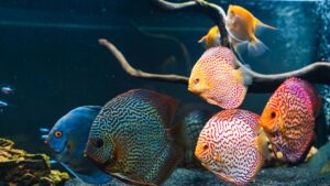 Fish Aquarium – Components, Contents, Preparation and Maintenance