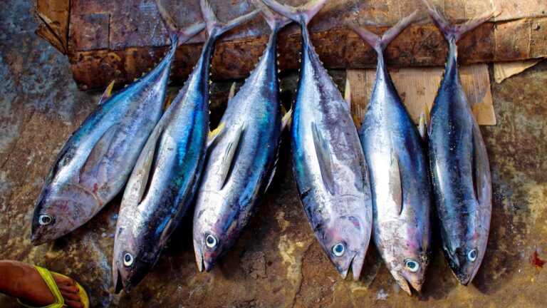 Fishery By-products - Examples, Uses