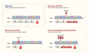 Frameshift Mutation – Definition, Types, Causes, Examples