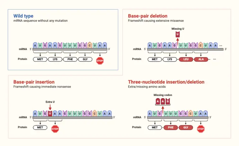 Frameshift Mutation - Definition, Types, Causes, Examples - Biology ...