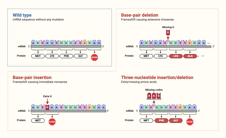 Frameshift Mutation