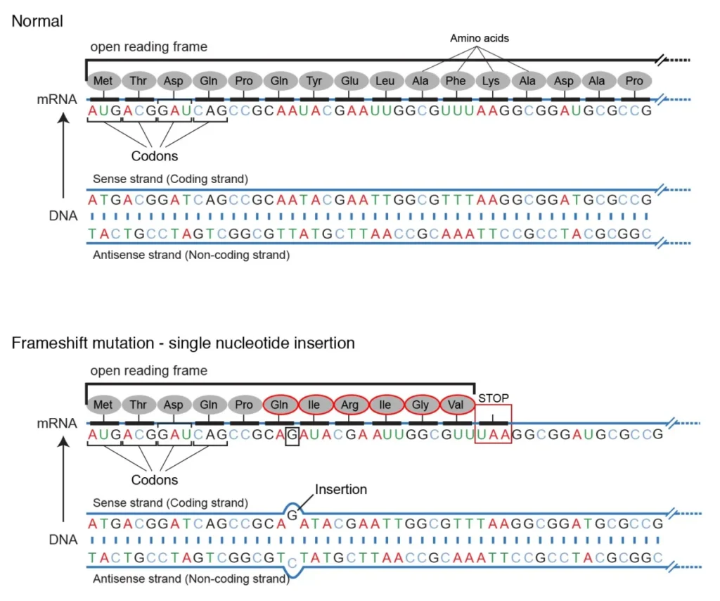 Frameshift mutation (single nucleotide insertion) 