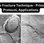Freeze Fracture Technique - Principle, Protocol, Applications