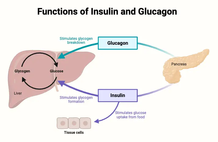 Functions of Insulin and Glucagon