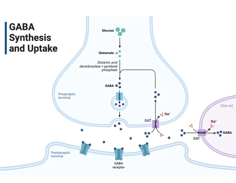 GABA Synthesis and Uptake