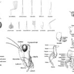 General External Morphology of Insects