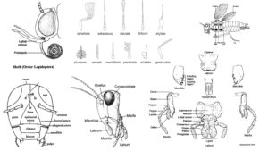 External Morphology of Insects – Head, Eyes, Antennae, Mouth parts, Wings, Legs