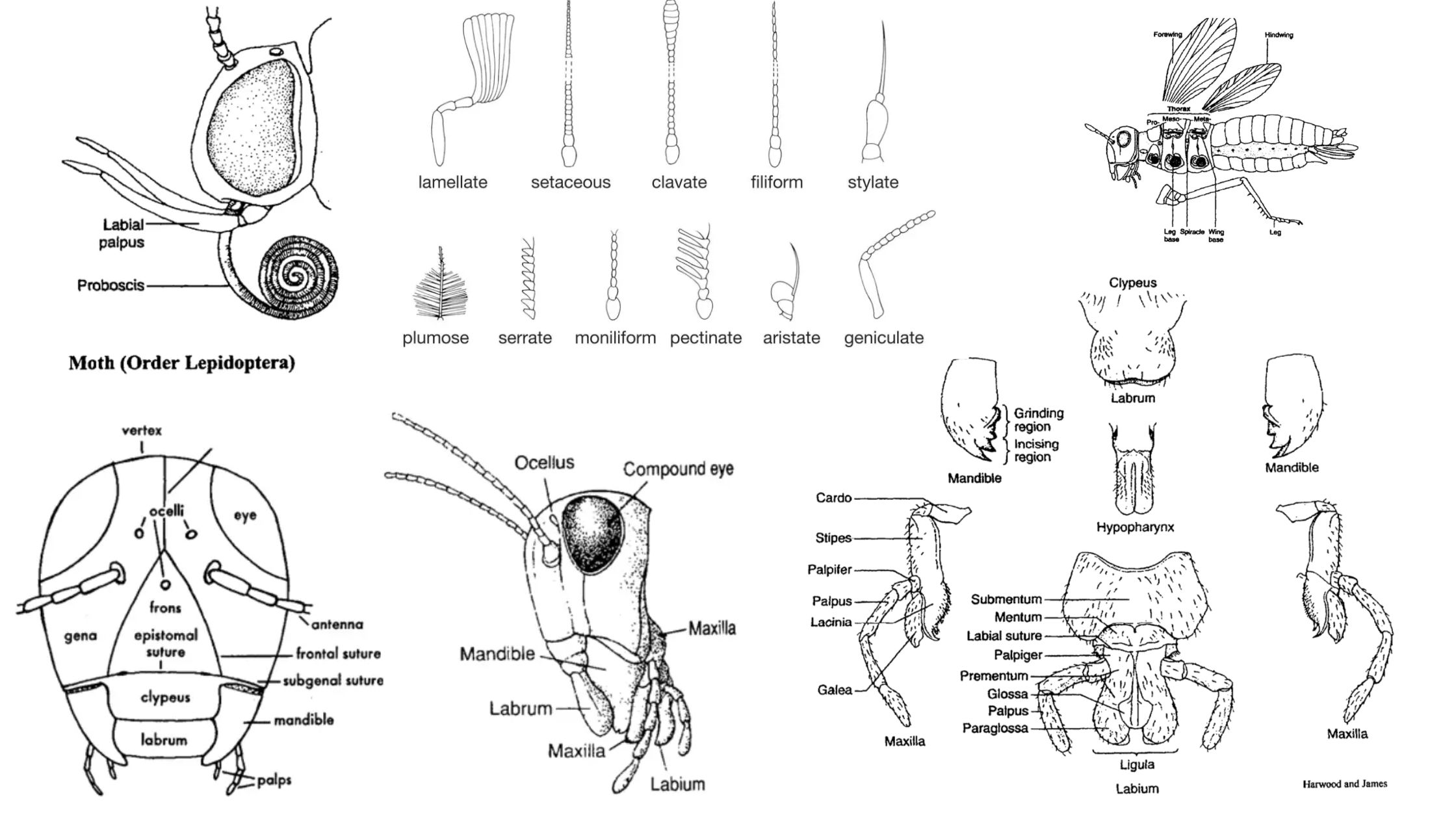 General External Morphology of Insects