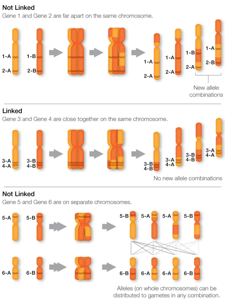 Genetic Linkage
