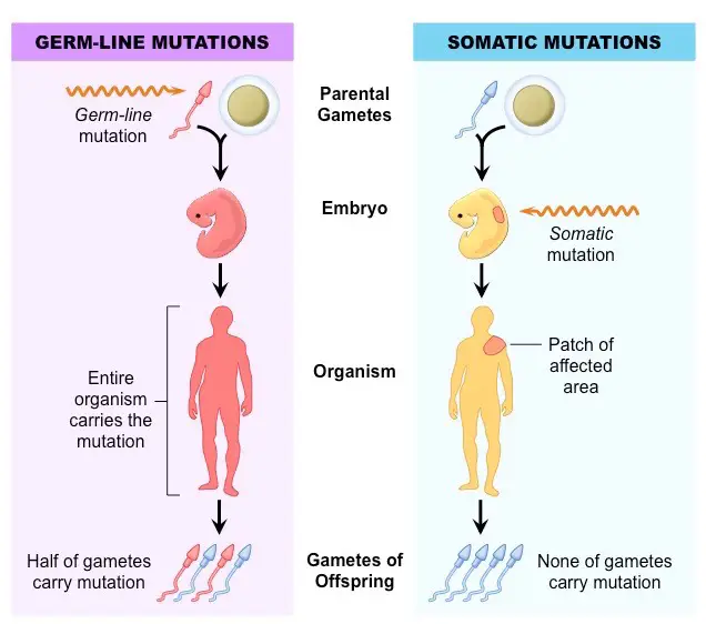 Germline versus Somatic Mutations

