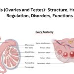 Gonads (Ovaries and Testes)- Structure, Hormones, Regulation, Disorders, Functions