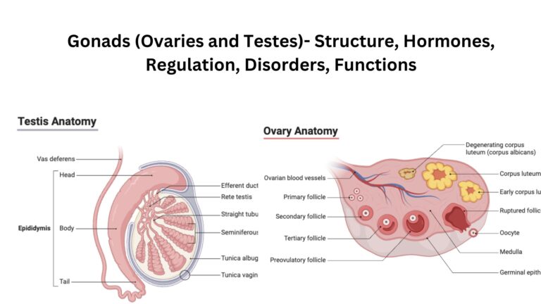 Gonads (Ovaries and Testes)- Structure, Hormones, Regulation, Disorders, Functions
