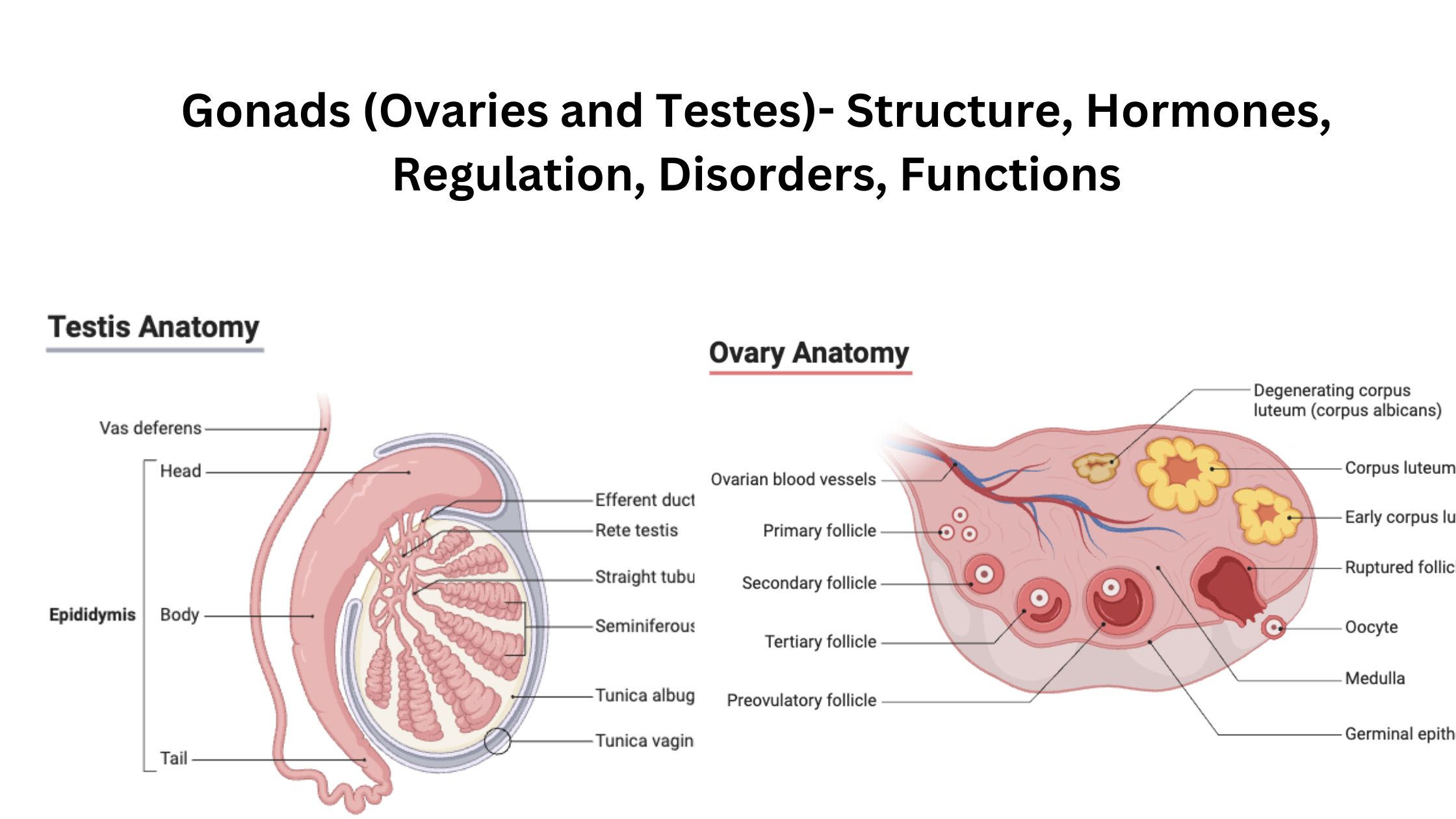 Gonads (Ovaries and Testes)- Structure, Hormones, Regulation, Disorders, Functions