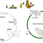 Growth and Metamorphosis in Insects