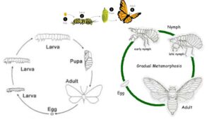 Growth and Metamorphosis in Insects