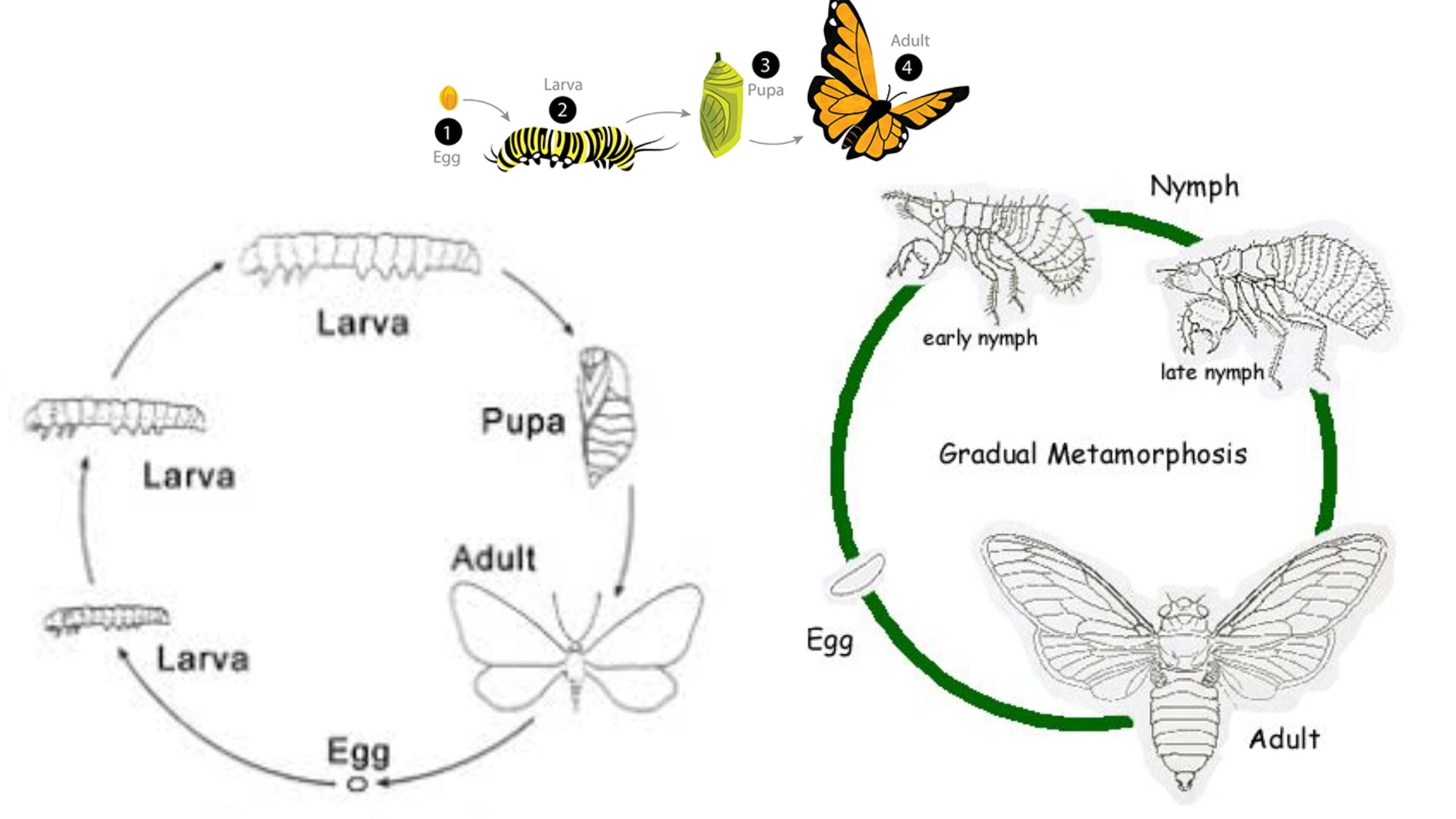 Growth and Metamorphosis in Insects