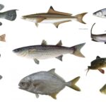 Hatchery Management of Major Cultivable Fin-Fishes