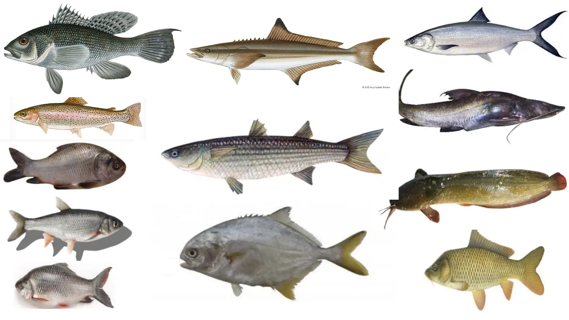 Hatchery Management of Major Cultivable Fin-Fishes