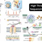 High Throughput Sequencing (HTS)