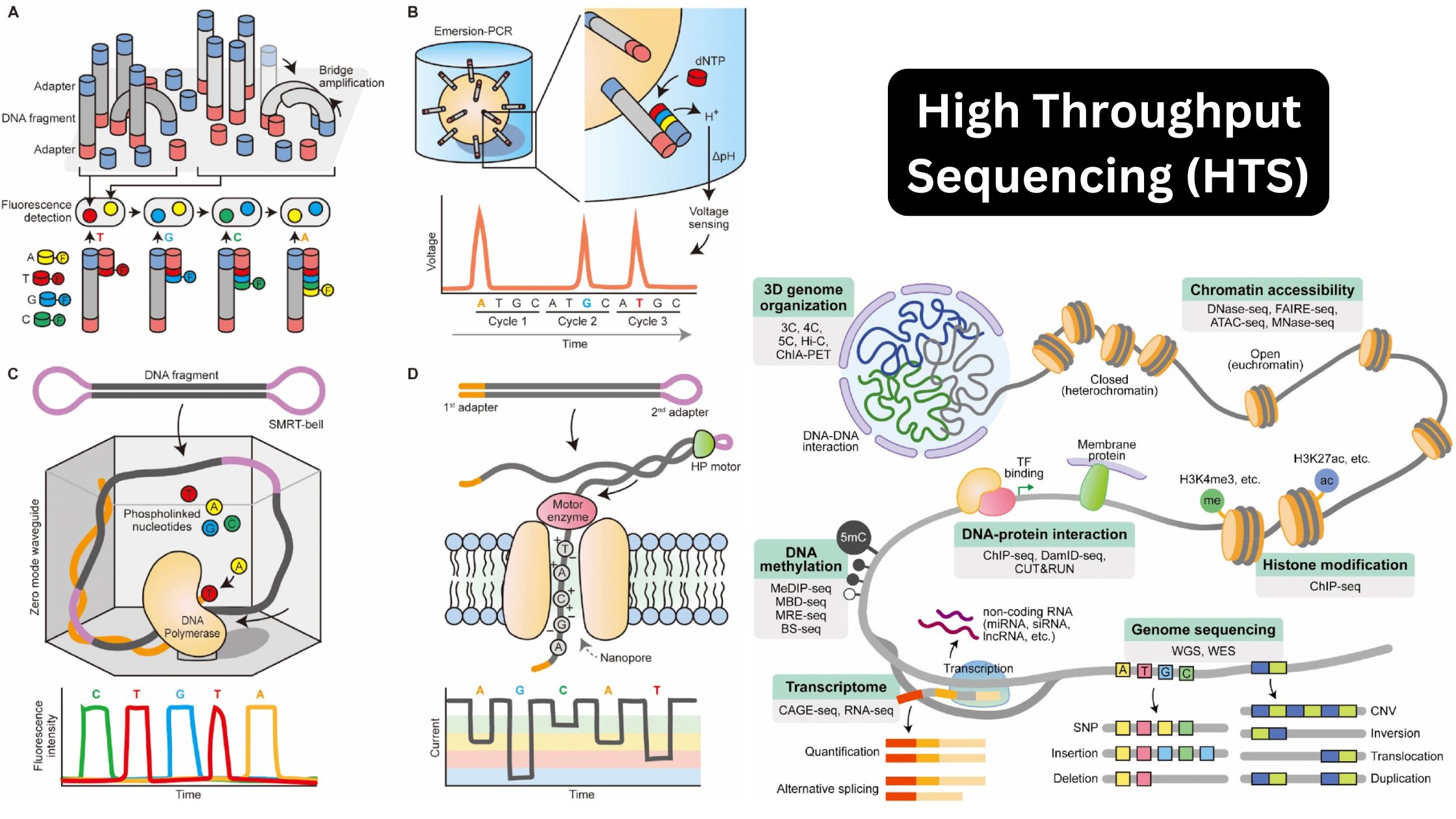 High Throughput Sequencing (HTS)