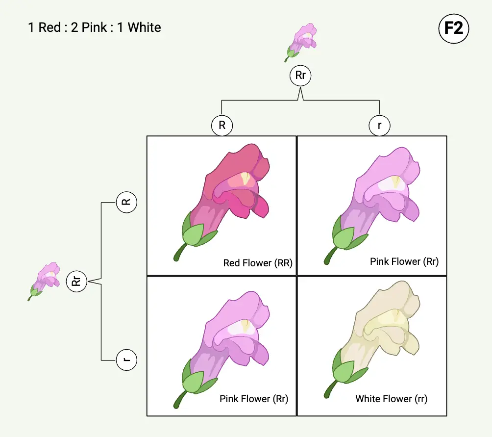 How does incomplete dominance work?