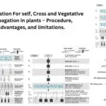 Hybridization For self, Cross and Vegetative Propagation in plants – Procedure, advantages, and limitations.