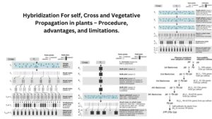 Hybridization For Self, Cross and Vegetative Propagation in plants – Procedure, advantages, and limitations.