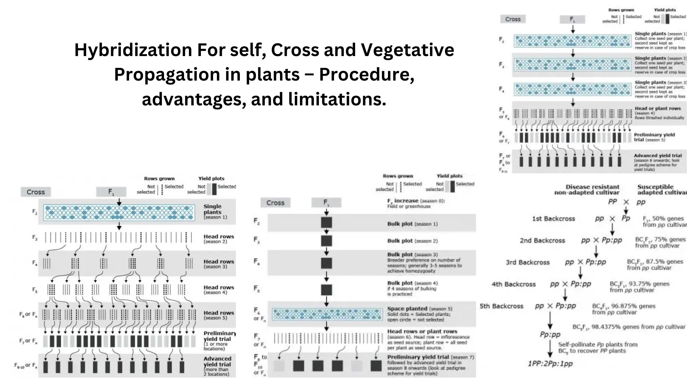 Hybridization For self, Cross and Vegetative Propagation in plants – Procedure, advantages, and limitations.