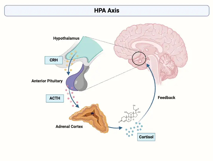 Hypothalamic-Pituitary-Adrenal (HPA) Axis