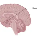 Hypothalamus