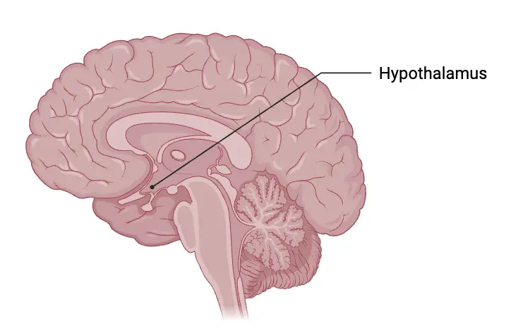 Hypothalamus