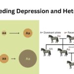 Inbreeding Depression and Heterosis