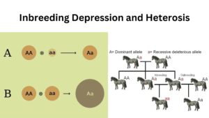 Inbreeding Depression and Heterosis