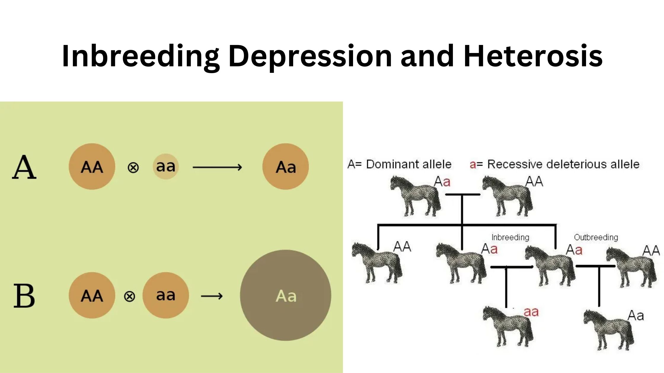 Inbreeding Depression and Heterosis