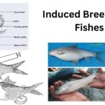 Induced Breeding In Fishes