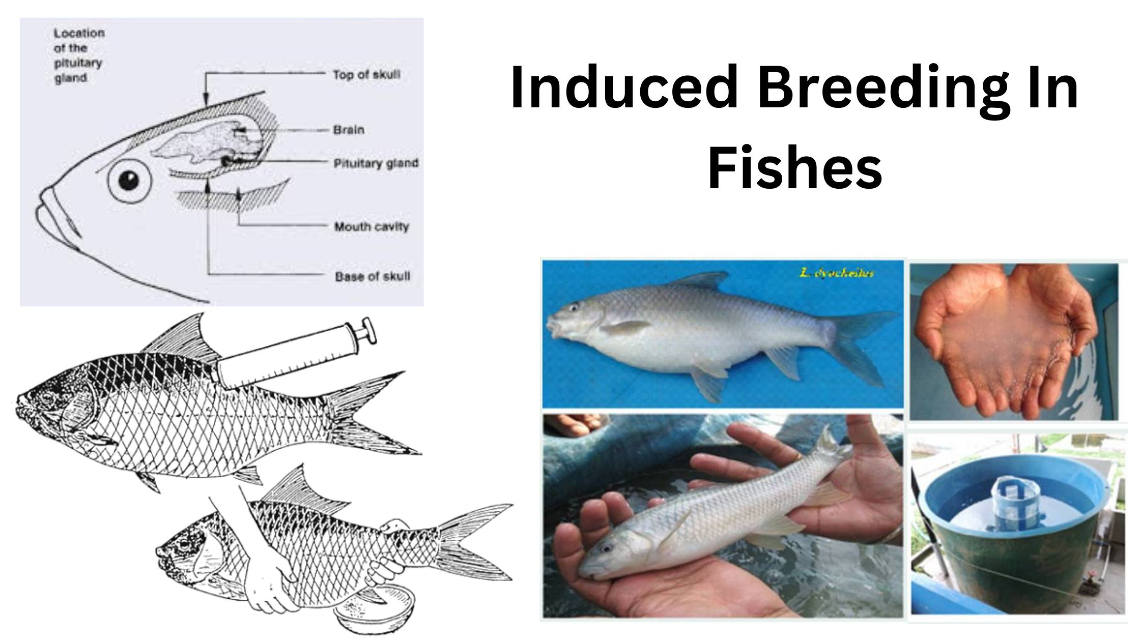 Induced Breeding In Fishes