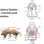 Insect Circulatory System - Structure, Function,and Evolution