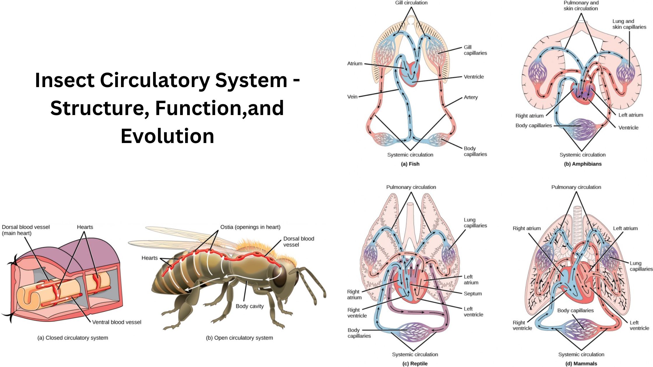 Insect Circulatory System - Structure, Function,and Evolution