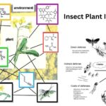 Insect Plant Interaction