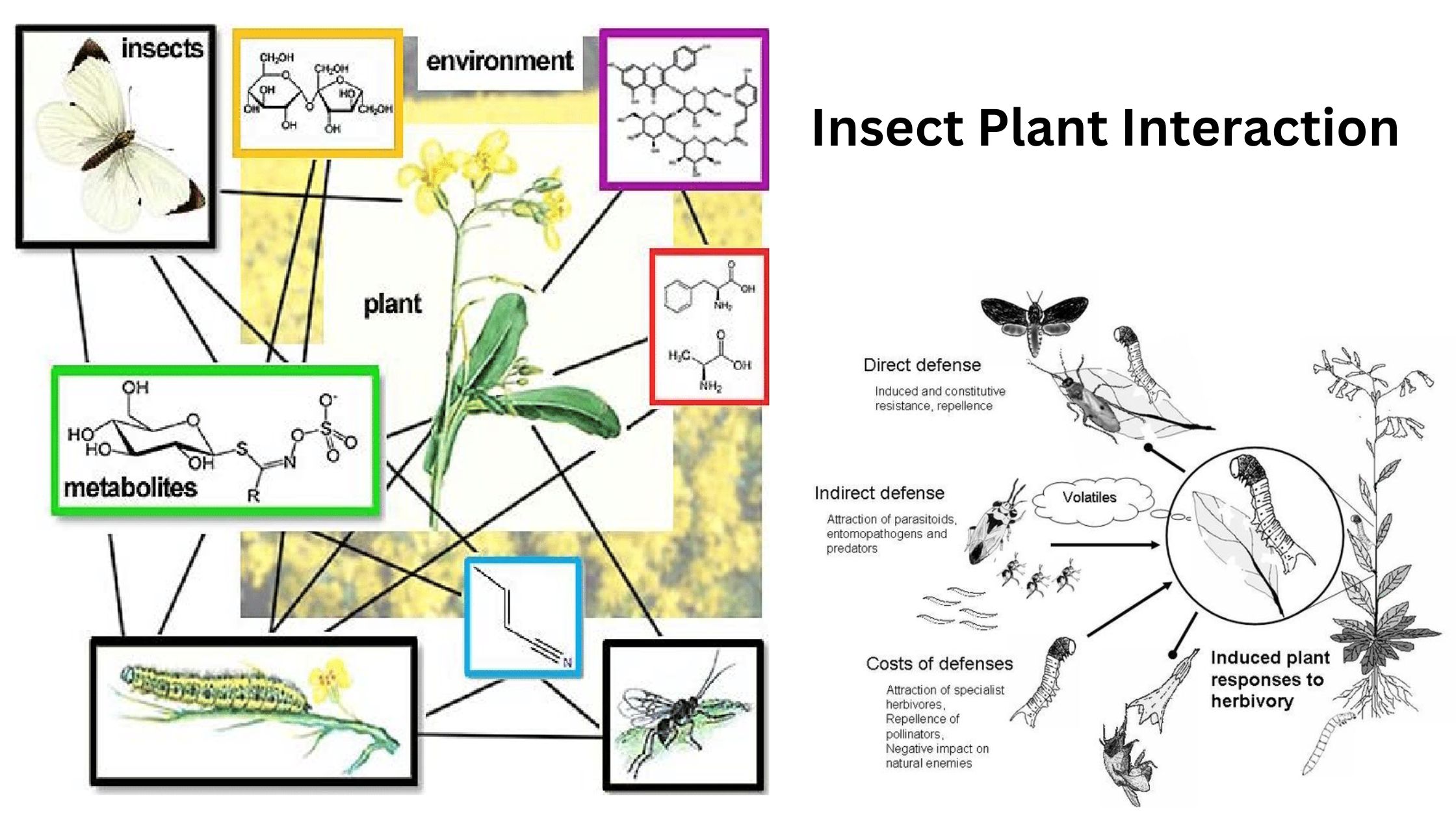 Insect Plant Interaction