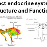 Insect endocrine system - Structure and Functions