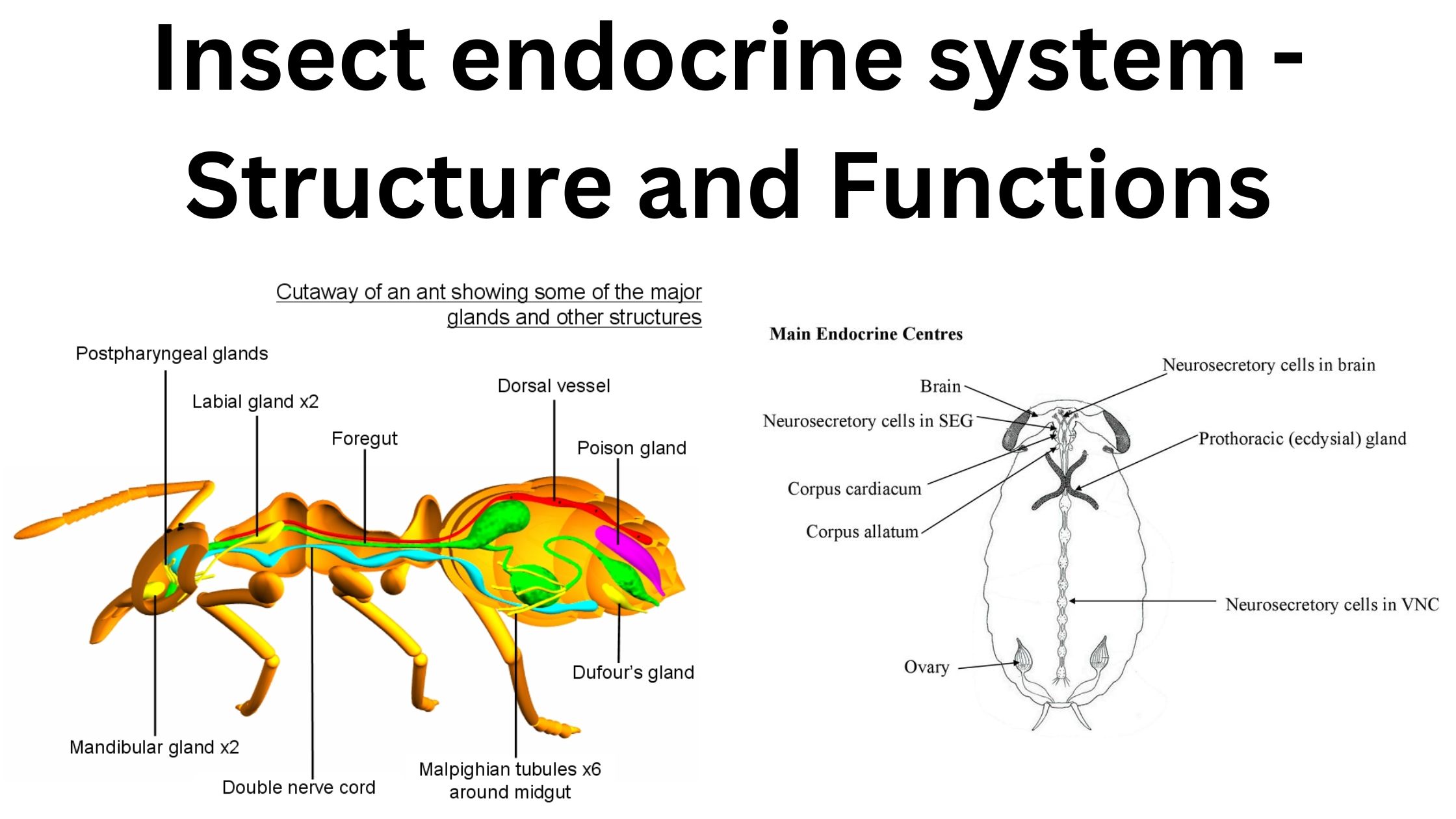 Insect endocrine system - Structure and Functions