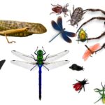 Insects - General Features, Distribution and Success of Insects on the Earth