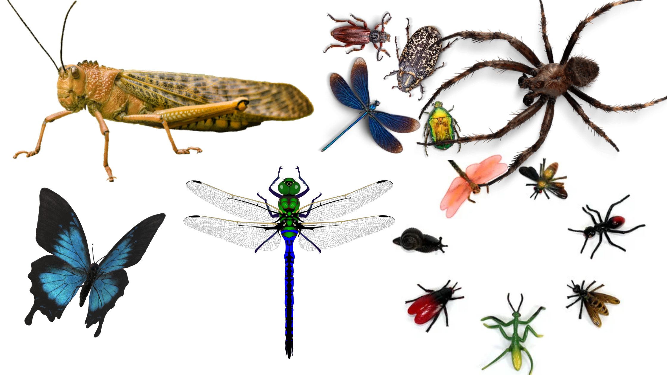 Insects - General Features, Distribution and Success of Insects on the Earth